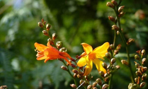 The Vulnerability of Apologizing at the Wrong Times