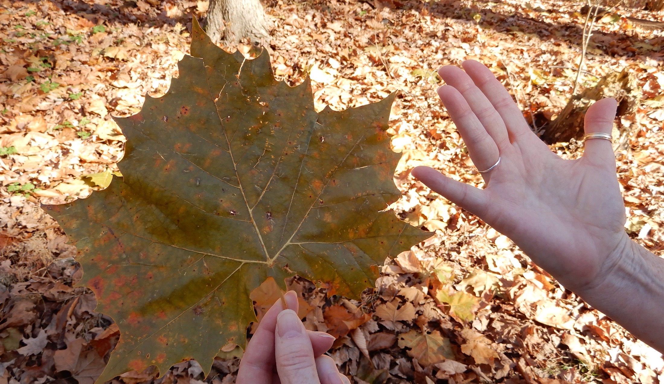 Massive leaf larger than my hand