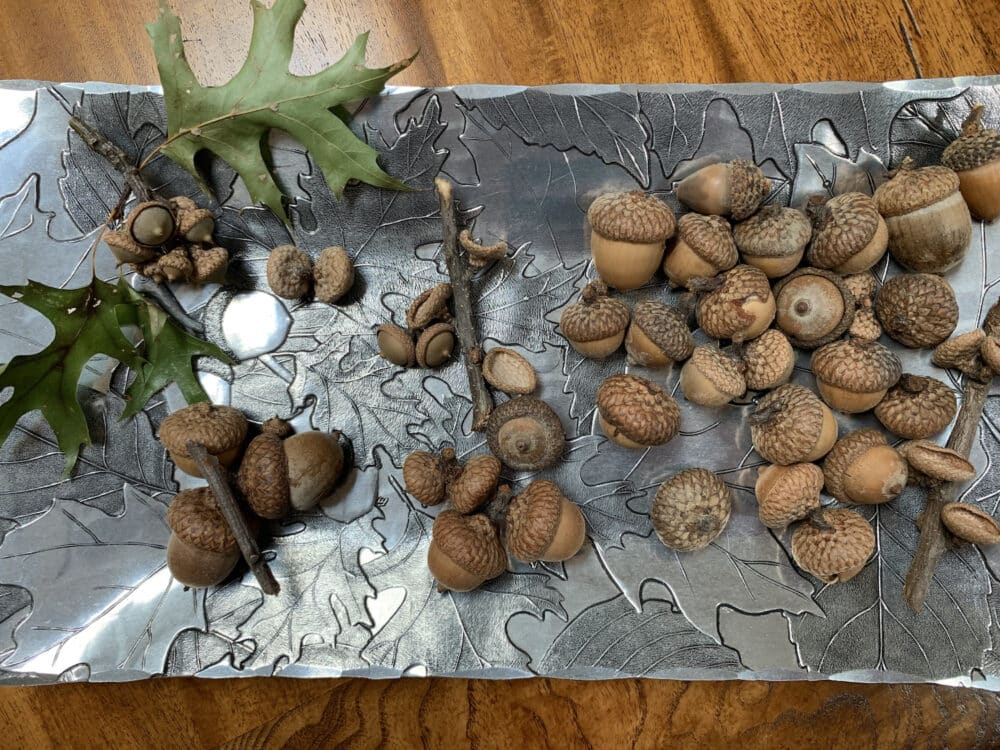 Wendell August Forge, try of acorns and oak leafs