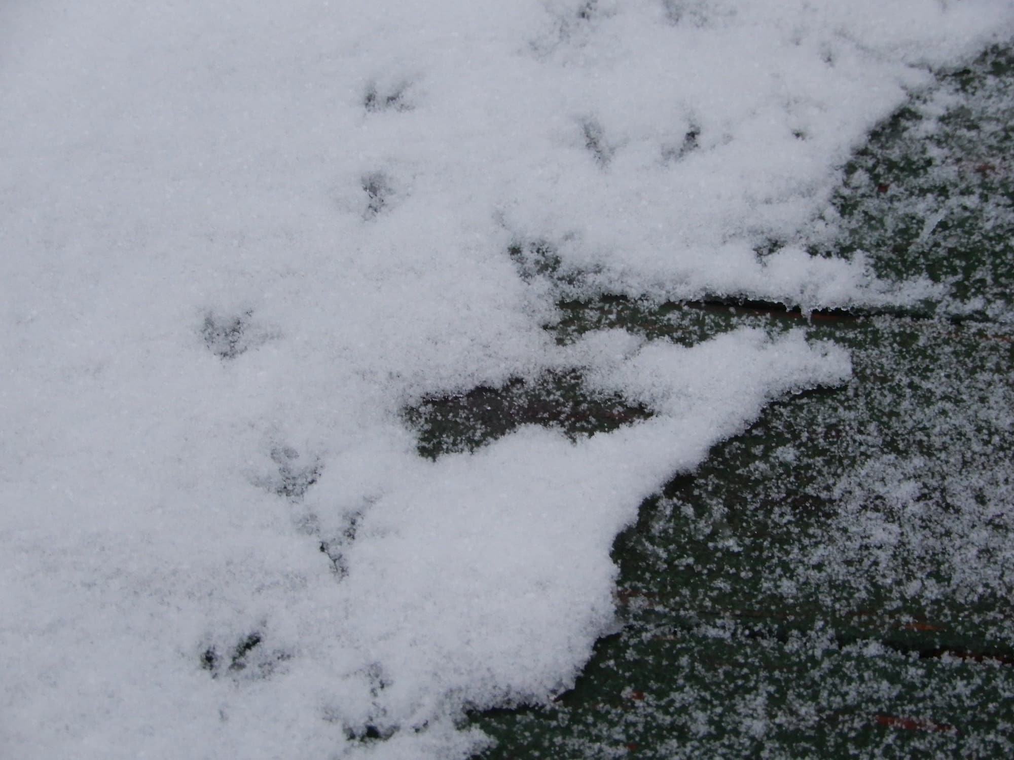 Small bird tracks through the snow