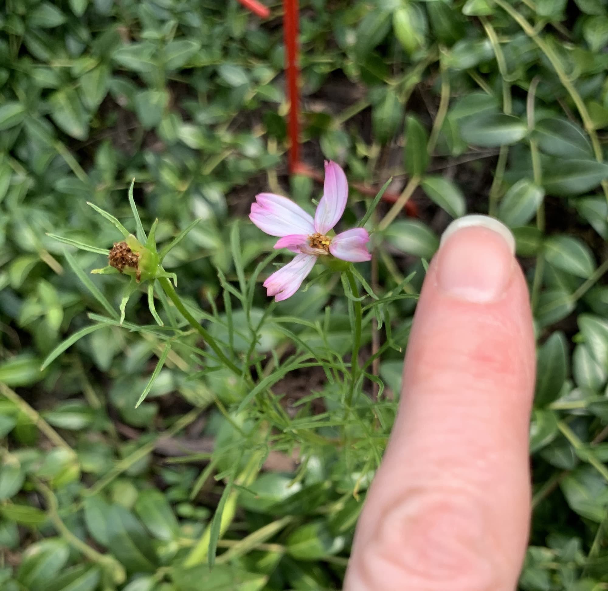 Tiny cosmos flower bloom