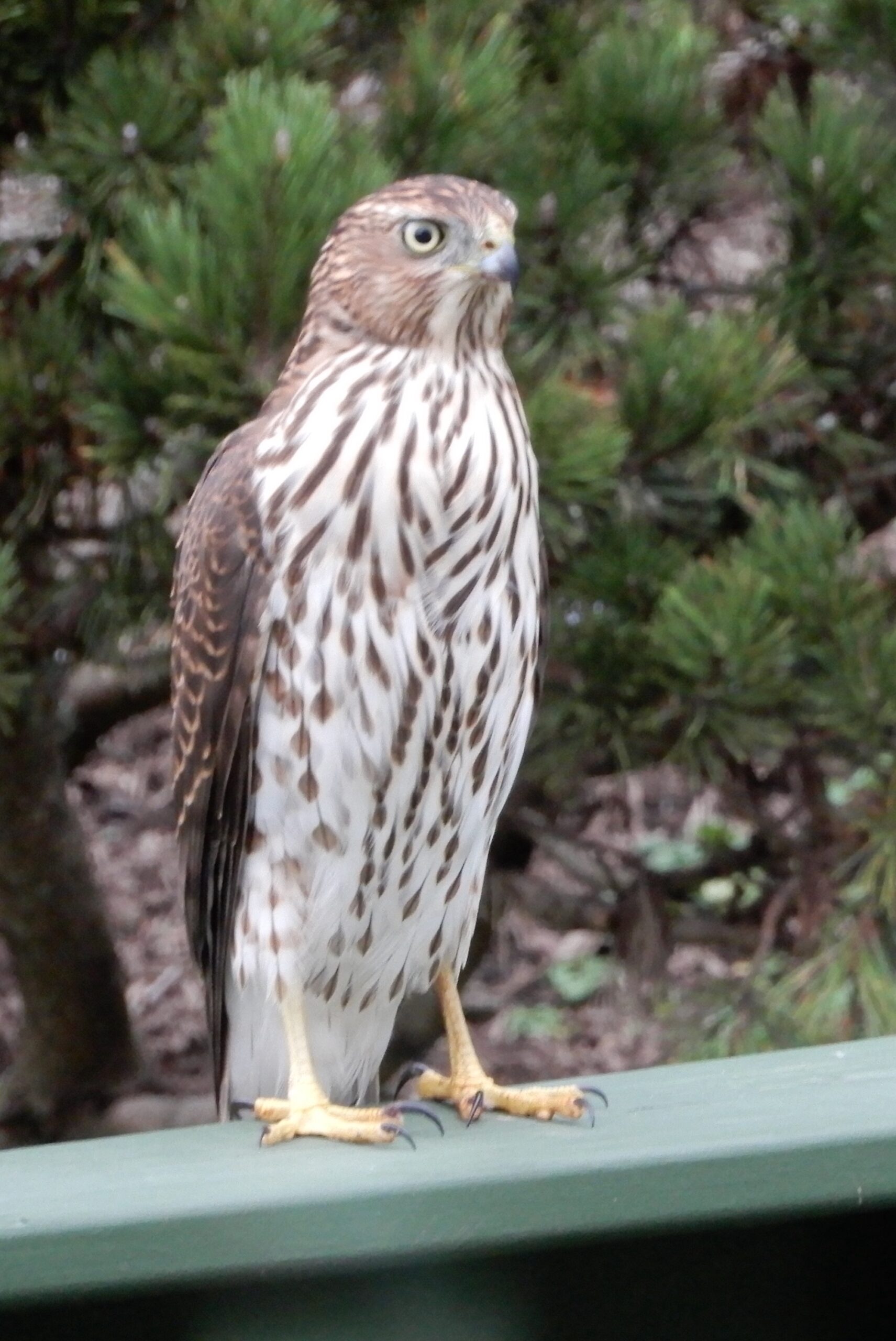 a hawk standing tall on a deck