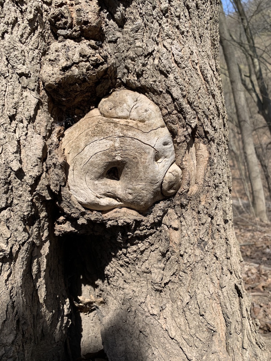 Knot in tree that looks like an owl
