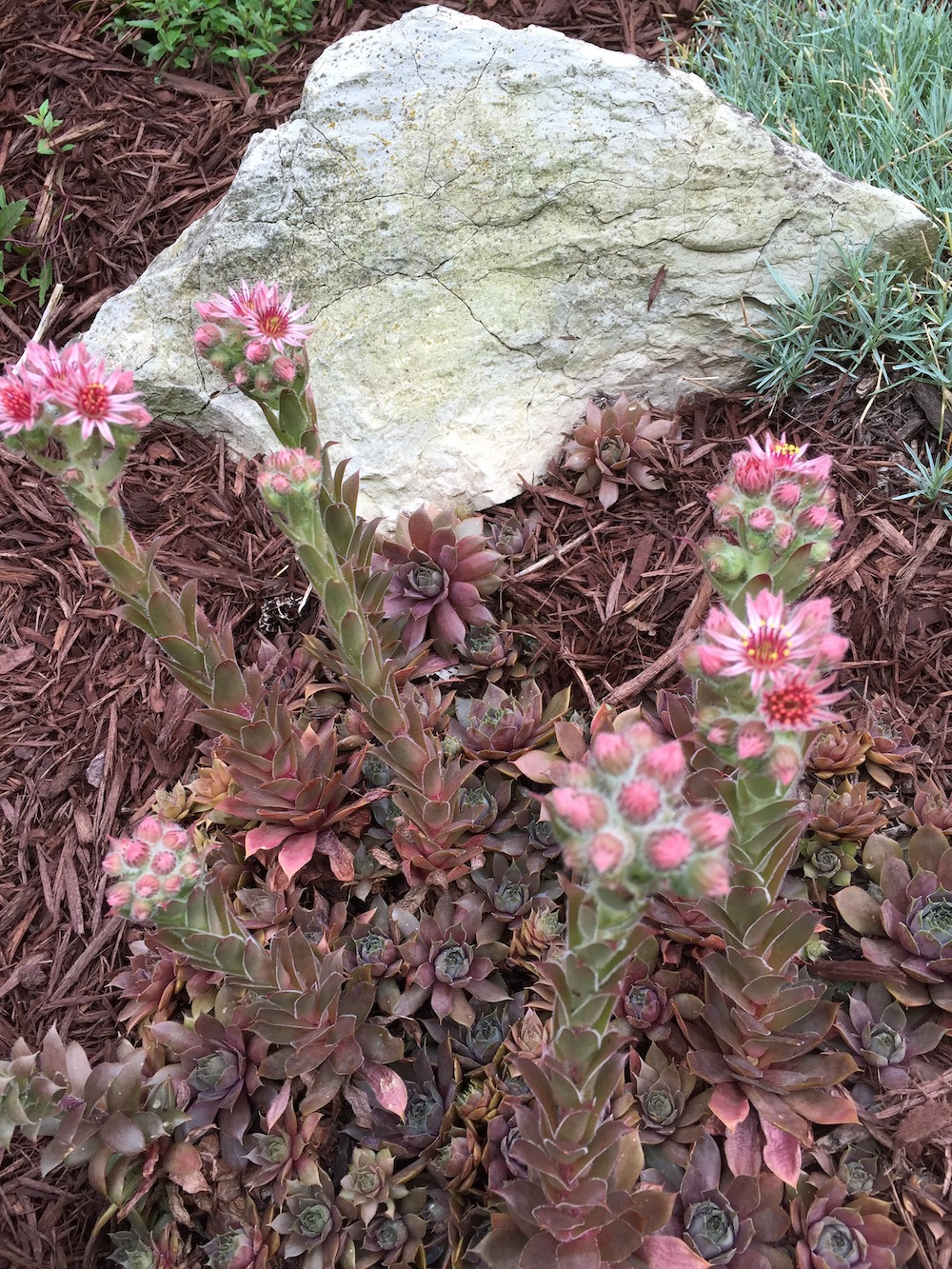 Chick and hens flowers in bloom