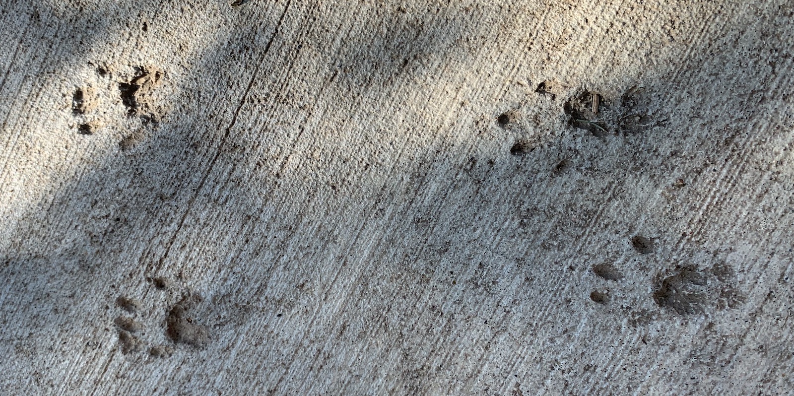 Animal paw prints in concrete