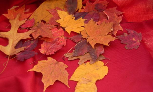 Lizzie the Airedale and the Odor of Blue Cheese