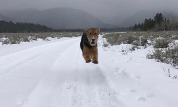 The Continuation of My Puppy-itis