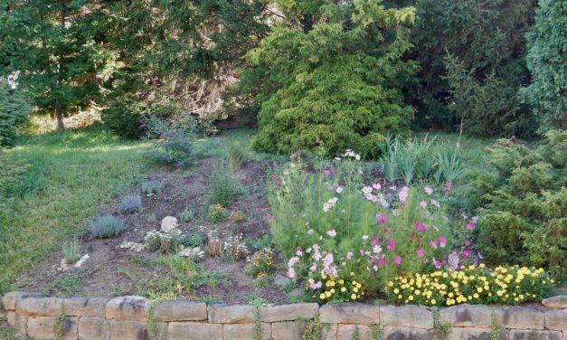 The Zen and Mind-Freedom of Mowing