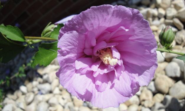 The Beauty and Inspiration of Spring