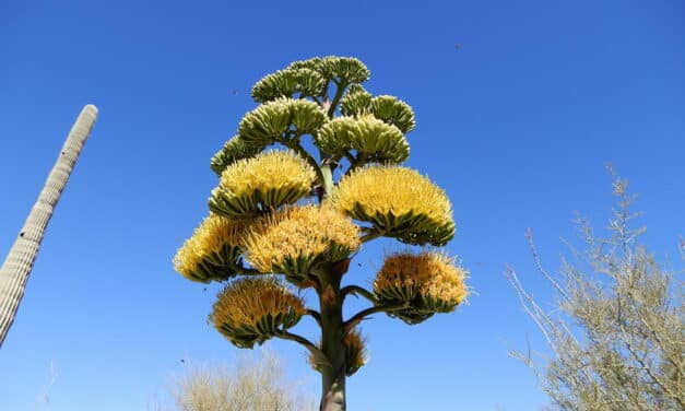 Desert Museum & Gate’s Pass