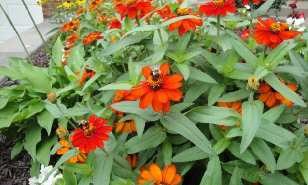 God, Crown Vetch & Pondering Life