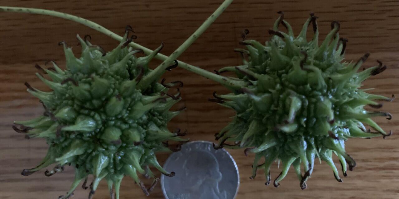 Making Peace with Sweet Gum Tree Seedpods