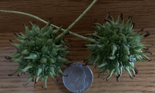 Making Peace with Sweet Gum Tree Seedpods